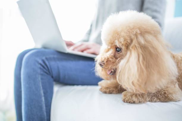 istock A woman is using laptop with her poodle dog on the sofa 2167036260