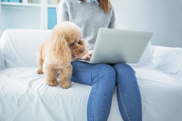 istock A woman is sitting on a couch with a poodle 2167036741
