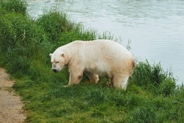 istock Polar bear near water on grassy terrain 2167036966