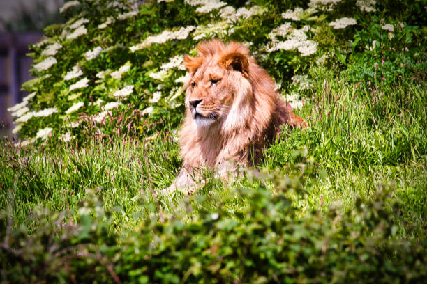 A lion resting on the grass at a zoo