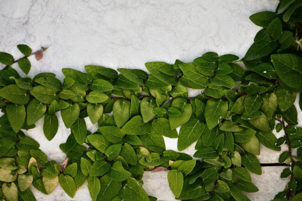 Close-up of climbing fig (Ficus pantoniana) showcasing its lush green leaves against a textured wall.