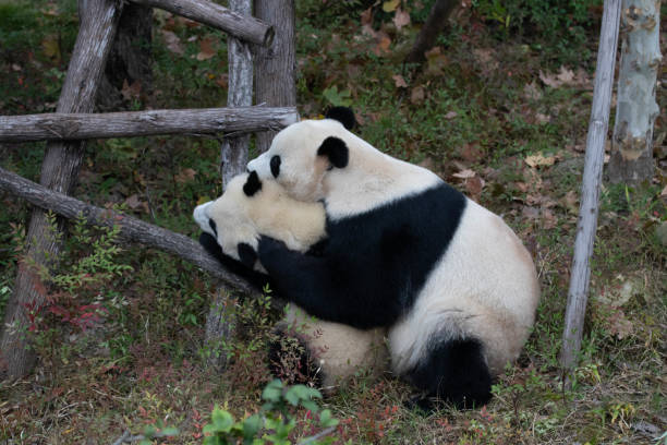 Two years aged young giant Panda, Ailuropoda melanoleuca, Chengdu, Sichuan, China