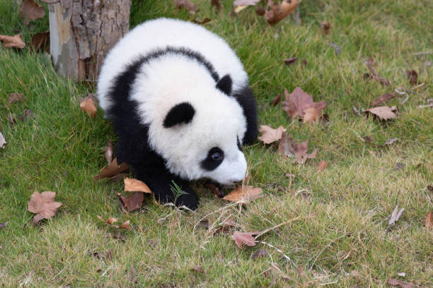 istock Close up fluffy panda on the green yard 2167038244