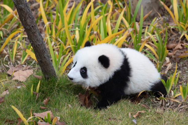 istock Close up fluffy panda on the green yard 2167038246