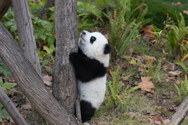 istock Close up fluffy panda on the green yard 2167038251