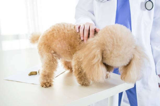 istock dog shiting in clinic 2167038302