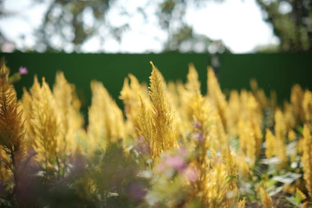 September Botanical Garden
