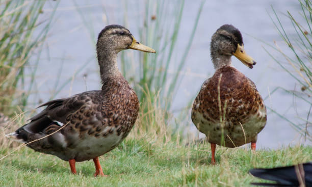 istock Two Mallard Ducks on Grass Bank 2167039210