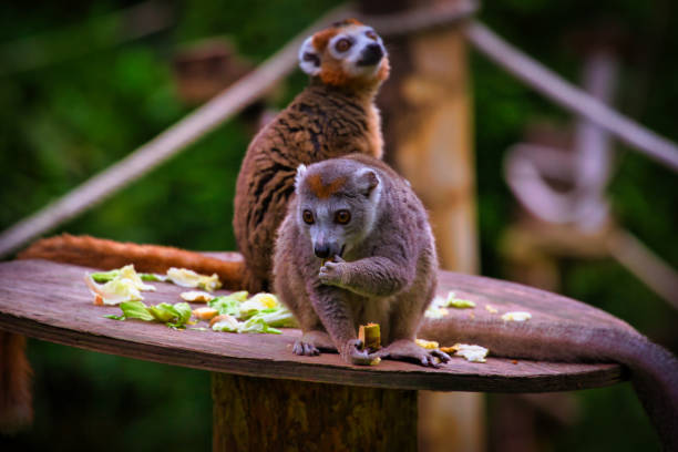istock Lemurs on a wooden platform with scattered food 2167039378
