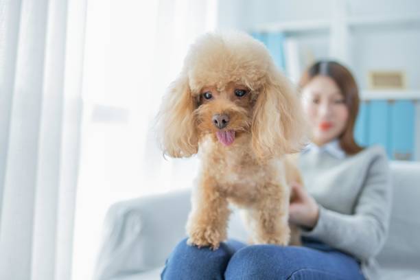 istock A woman is sitting on a couch with a poodle 2167039690