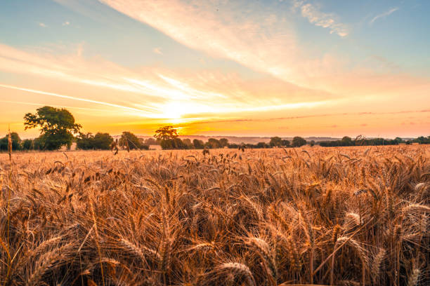 Summer-time golden wheat field