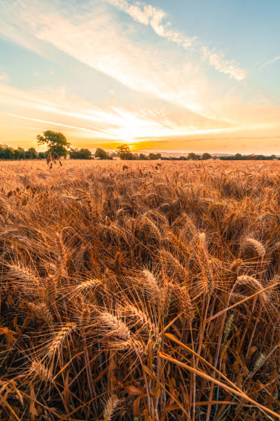 istock Summer-time golden wheat field 2167039965