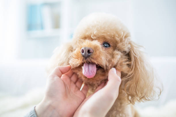 istock woman and cute dog 2167040160