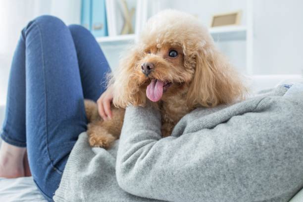istock A woman is lying on the bed with her pet dog 2167040295