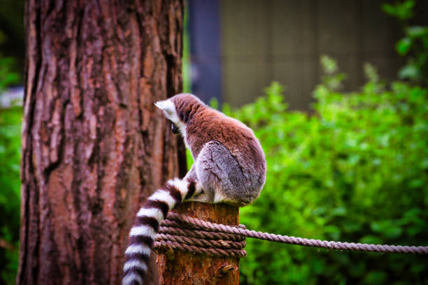 A ring-tailed lemur sitting on a wooden post with a rope, surrounded by greenery and trees.