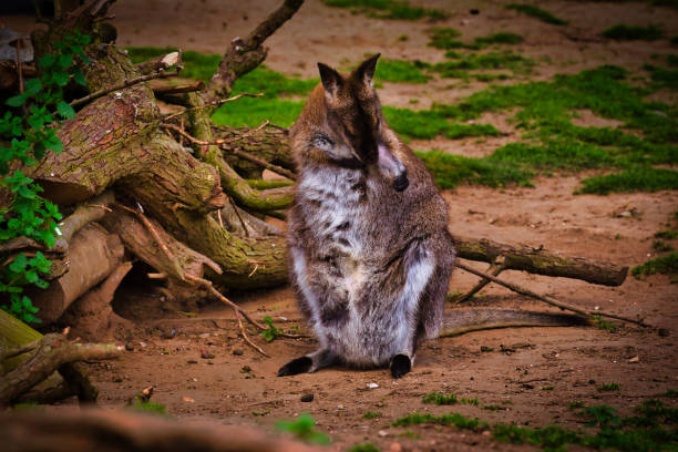 The southern Brush-tailed Rock-wallaby has a characteristic, long, dark tail that is bushier towards the tip. Brush-tailed rock-wallabies have a white cheek-stripe and a black stripe from its forehead to the back of its head