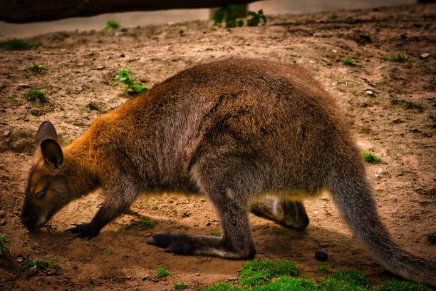 istock Kangaroo grazing in natural habitat 2167040744