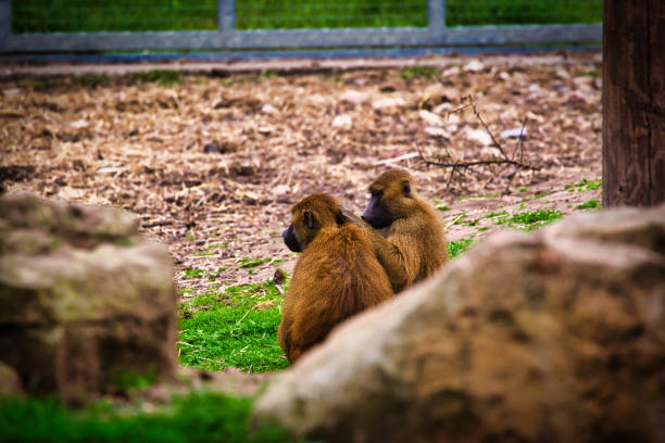 A paradise for wild monkeys in a popular tourist spot in the northern part of Nagano Prefecture, Hokushin, Japan.The monkeys come to bathe in hot springs in the winter. Tourists from all over the world come to observe the monkeys.