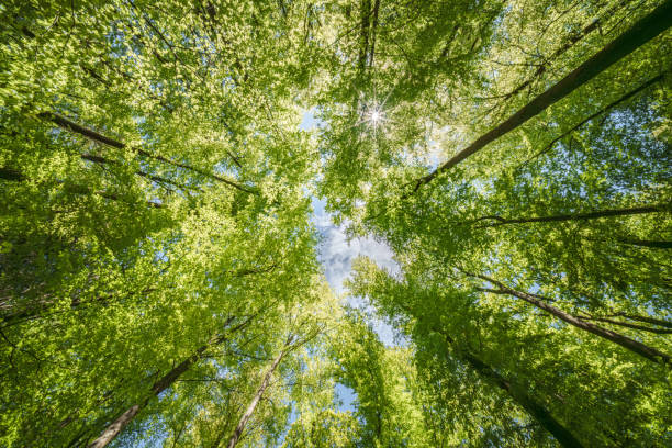 istock A Lush and Vibrant Green Forest Canopy Extends Beneath a Bright and Clear Blue Sky 2167042518