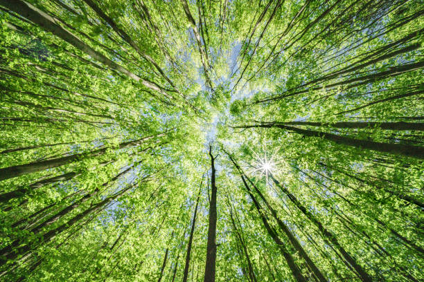 istock A Beautiful and Lush Green Forest Canopy Illuminated by Warm Sunlight Streaming Through 2167042528