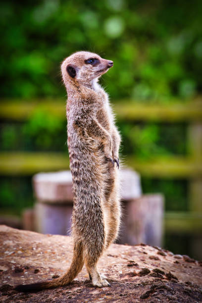 A meerkat standing upright on a rock, looking alert with a blurred green background.