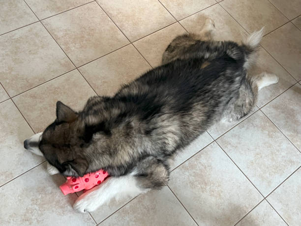 istock Malamute Sleeps with Toy 2167042772