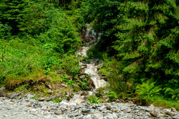 Fairy tale like view of untouched nature-crispy clear water stream covered by moss during hike in High Tatras National Park.