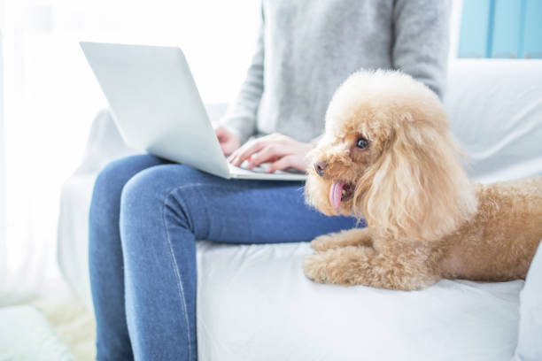 istock woman working at home with cute dog 2167044602