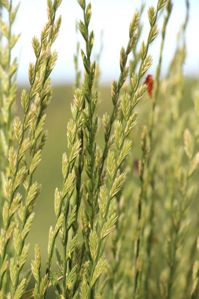 The pasture grass Lolium perenne grows in a meadow