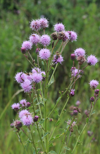 istock Thistle field (Cirsium arvense) grows and blooms among herbs 2167044805