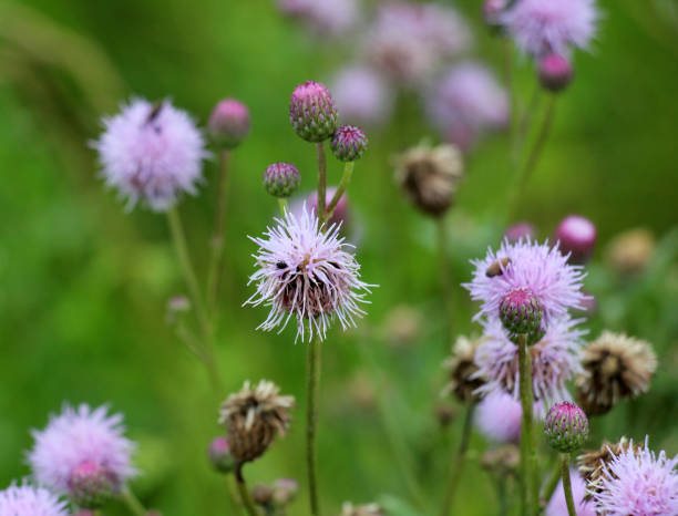 istock Thistle field (Cirsium arvense) grows and blooms among herbs 2167044824