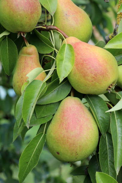 istock Pears ripen on the tree branch. 2167044985