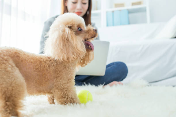 istock cute dog playing at home 2167045194