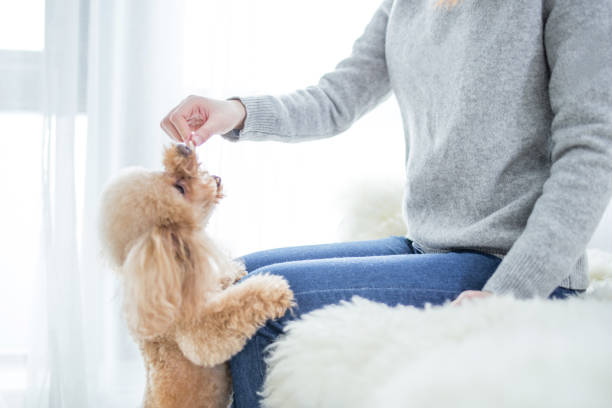 istock woman feeding cute dog 2167045610