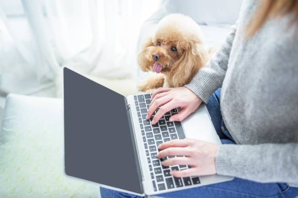 istock A woman is sitting on a sofa and using a laptop with a dog sitting on her lap 2167045954