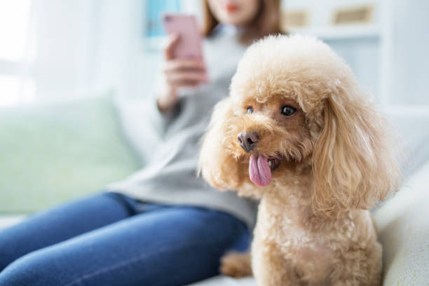 istock woman resting on sofa with cute dog 2167046225