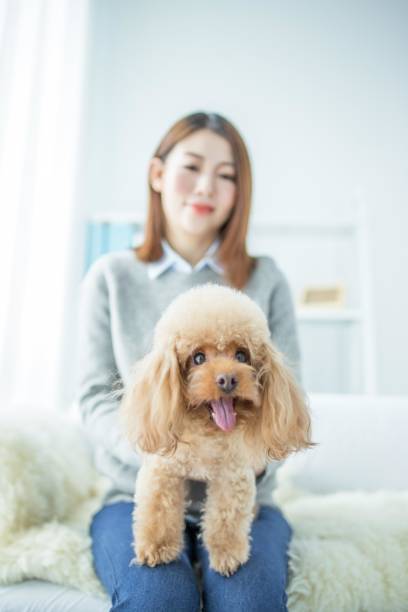 istock A woman is sitting on a sofa with a toy poodle 2167046529