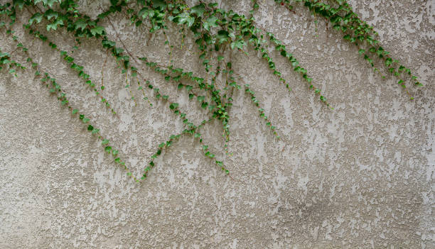 istock A wall covered in green ivy 2167047507