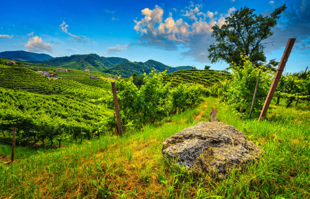 istock The prosecco hills on a sunny day 2167047866