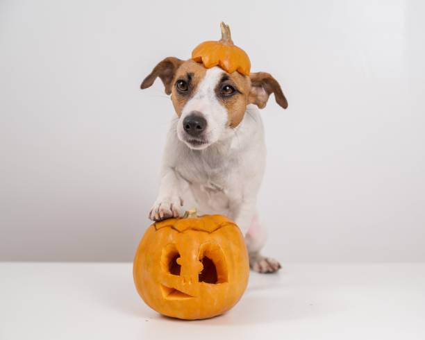 istock Jack Russell Terrier dog with a pumpkin cap and a jack-o-lantern on a white background. 2167049940