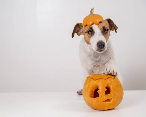 istock Jack Russell Terrier dog with a pumpkin cap and a jack-o-lantern on a white background. 2167050104