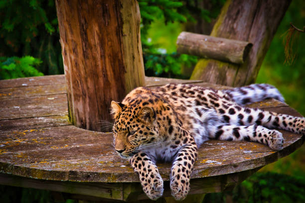 istock Leopard resting on a wooden platform in the forest 2167050146