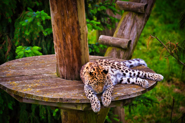 istock Young Leopard Resting on Wooden Platform 2167050680