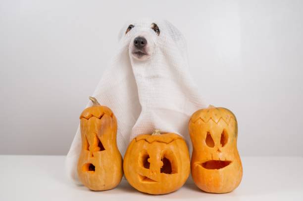 istock Jack Russell Terrier dog in a ghost costume and three jack-o-lanterns on a white background. 2167050711
