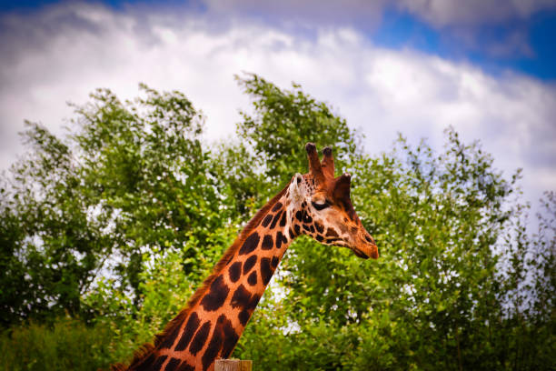 A Giraffe head shot