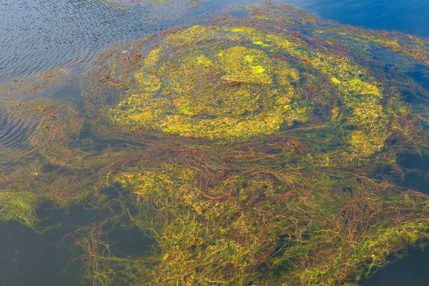 istock Abstract pattern of floating grass in a pond. 2167050951