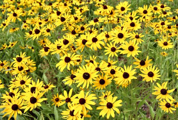 istock Bunch of Flowers 2167051290