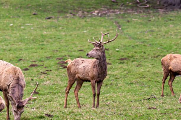 istock Some deers on the grass in park 2167051370