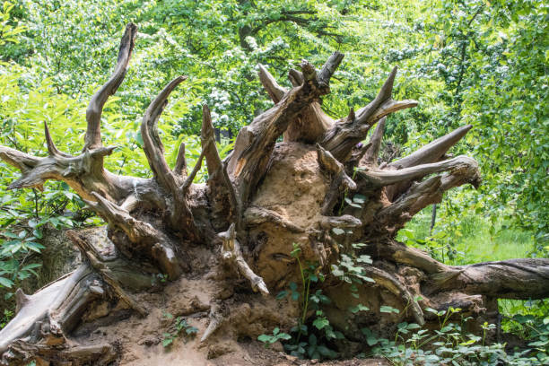 istock Uprooted tree with intricate root system exposed, surrounded by lush green foliage in a forest setting. 2167051970