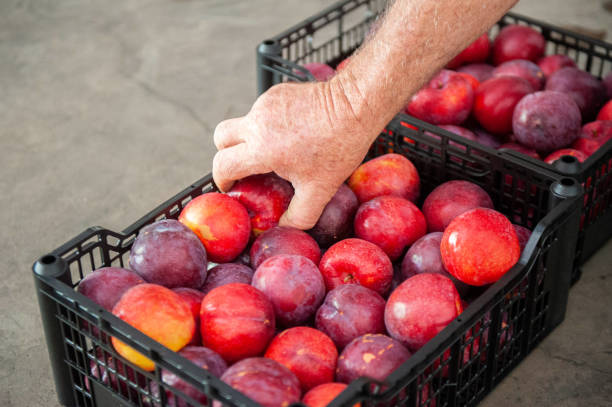 istock A farmer's hand holding a plum inside a plastic crate 2167053301